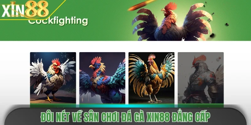 Đôi nét về sân chơi đá gà Xin88 đẳng cấp